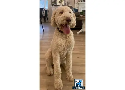 a poodle dog standing on a wood floor